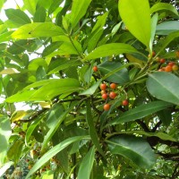 Cyrtophyllum